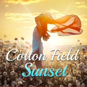 Cotton Field Sunset